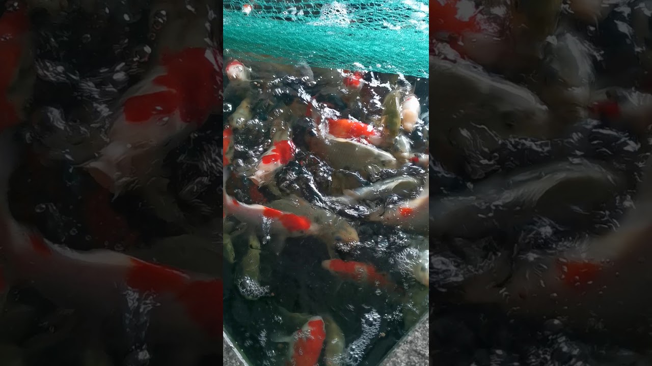 Koizucht 2019 - Kohaku, Showa, Shiro Utsuri und Chagoi
