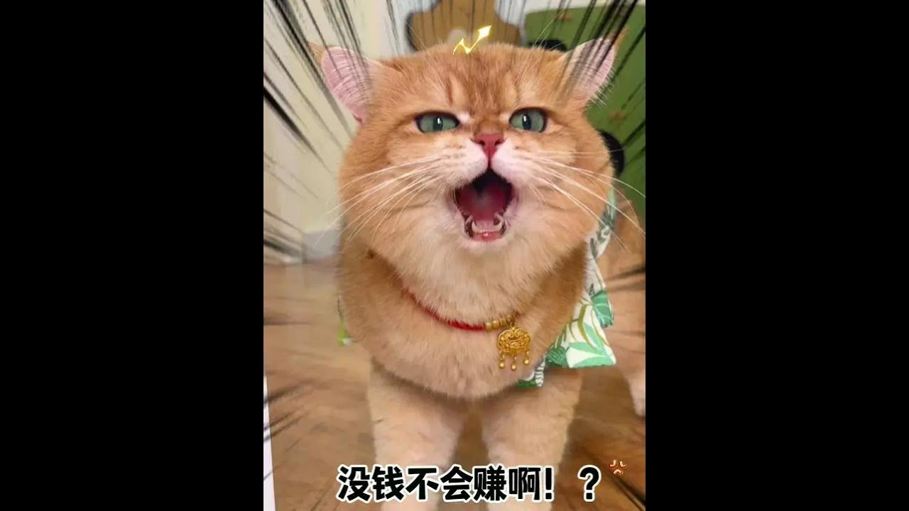 自己对号入座了？ #话痨猫#铲屎官的戏精猫咪 ##奶凶奶凶的猫咪 #猫里猫气