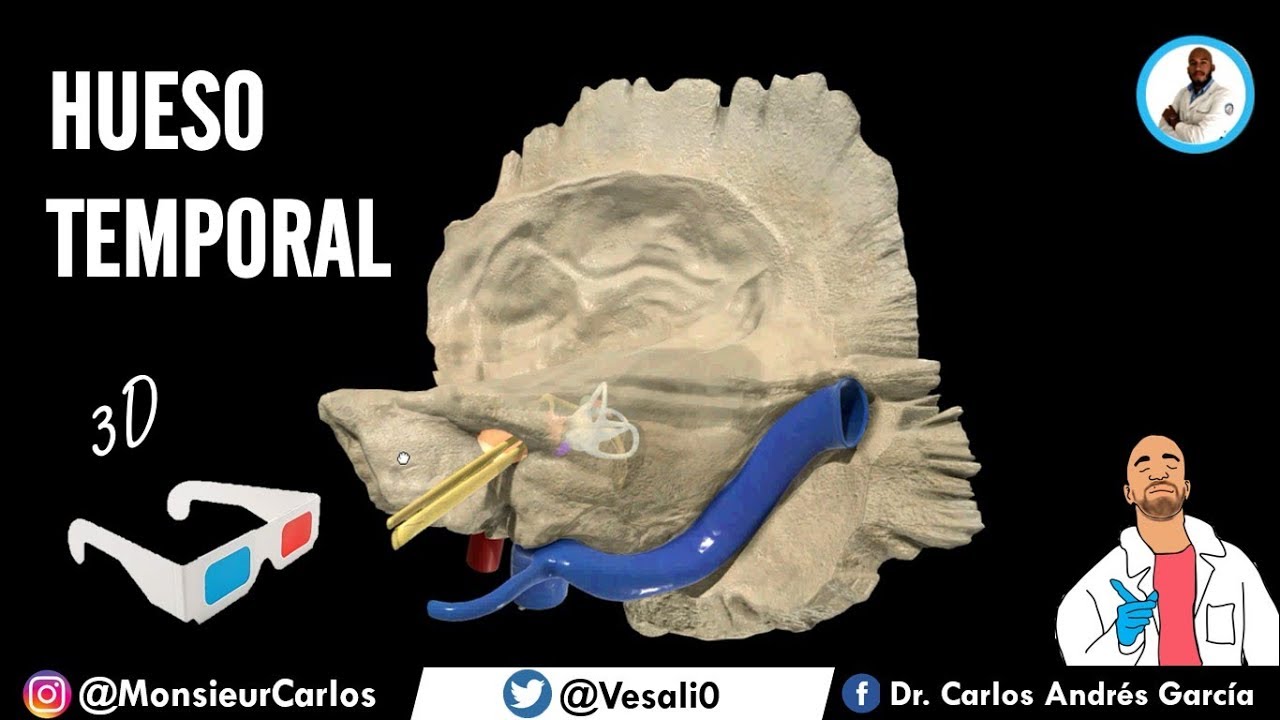 Anatomía - Hueso Temporal en 3D ¡FÁCIL EXPLICACIÓN!