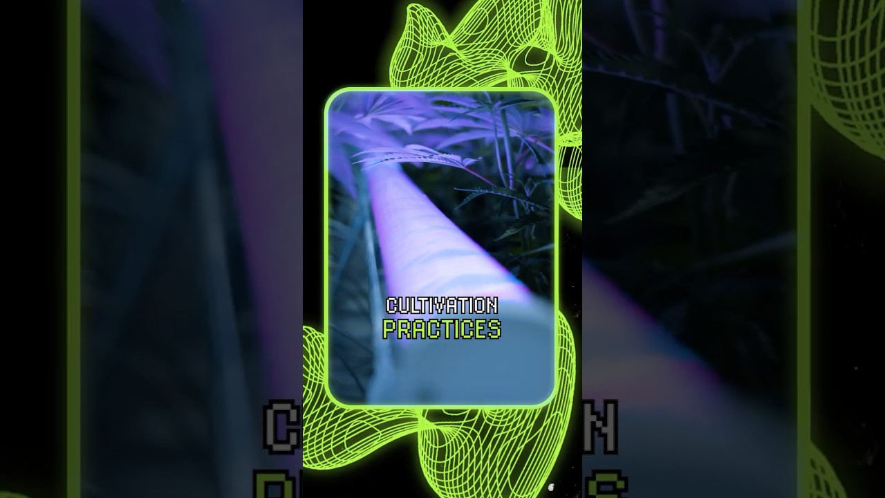 An Under Canopy Light That Can Mature with Your Cultivation Practices -   Faven Chroma