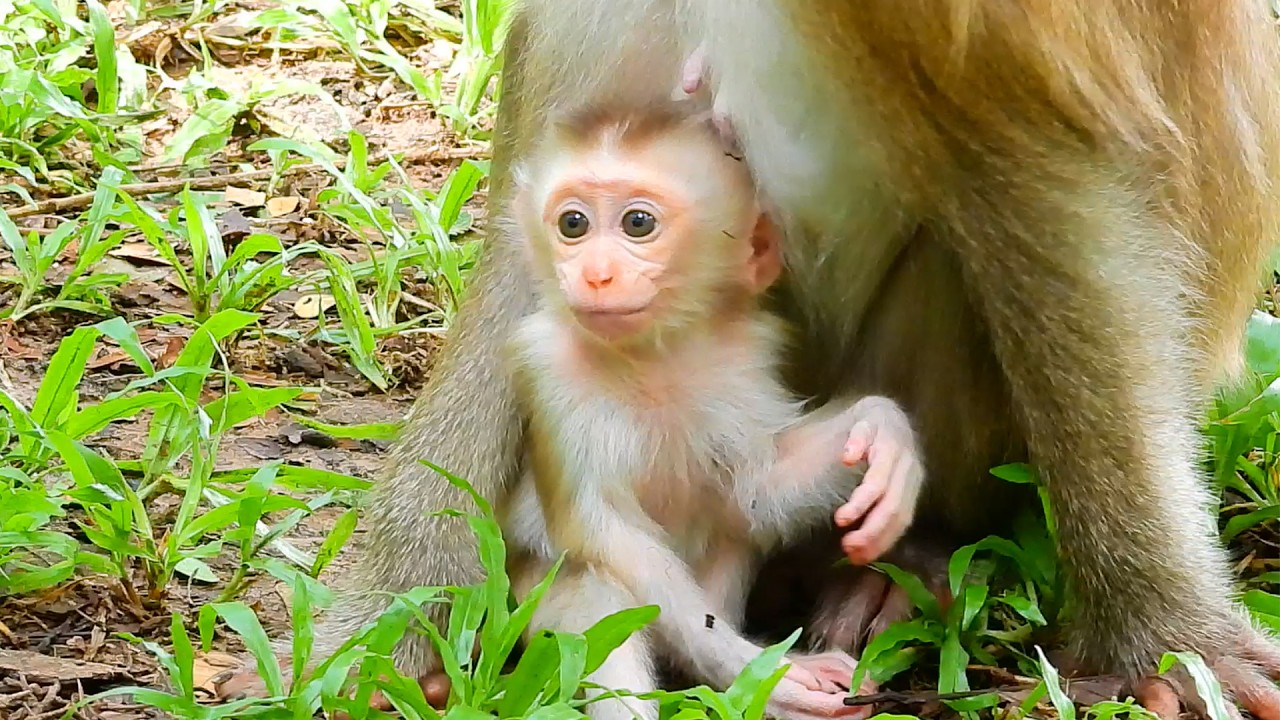 In Angkor Park, a newborn monkey baby receives a hug from her mother, making her luckier than Baby M