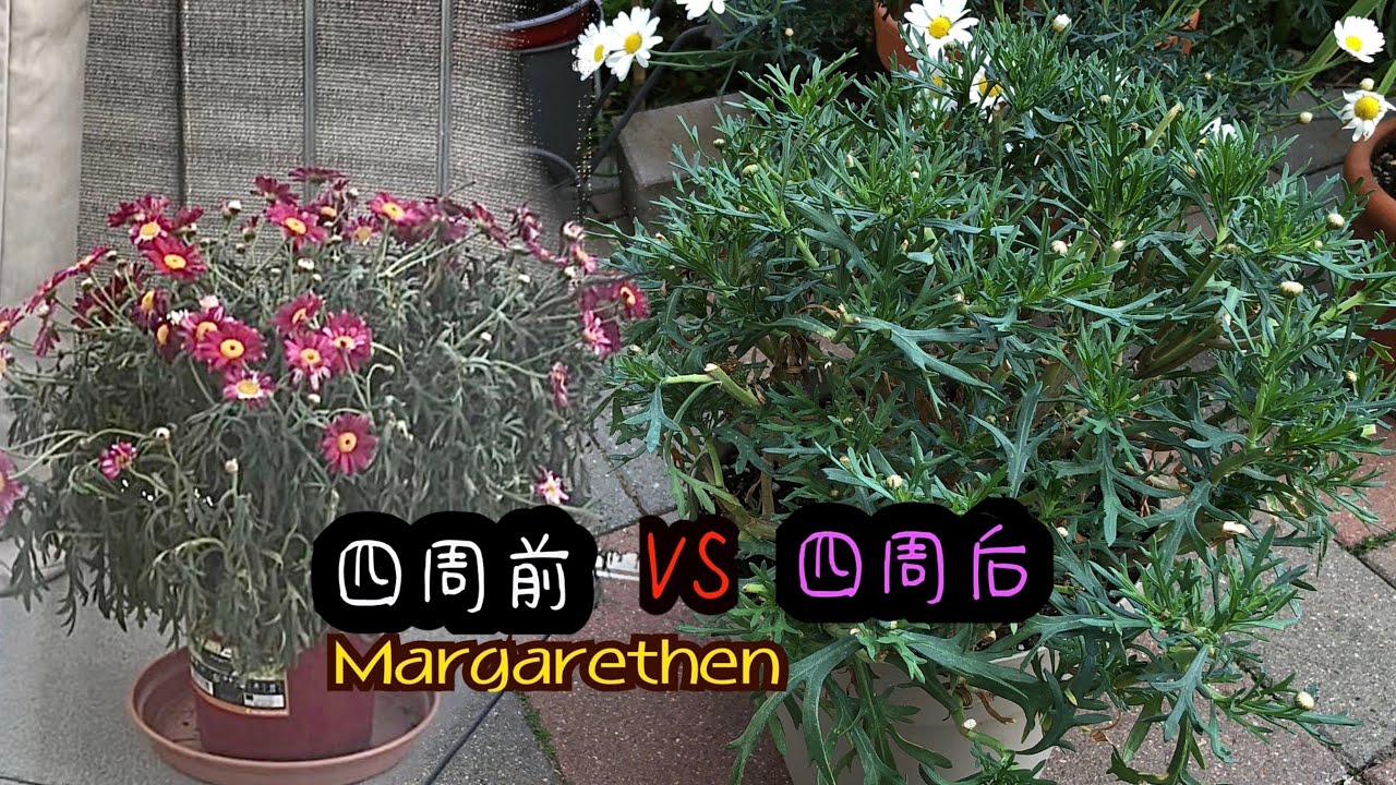 玛格丽特Margeriten买回来没几天为什么就萎蔫/命悬一线如何救治/会种花和不会种花的区别/后期养护的注意事项/03.06.2023