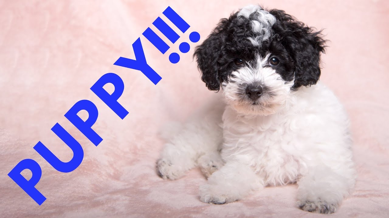 Take CUTE Puppy Pictures!!