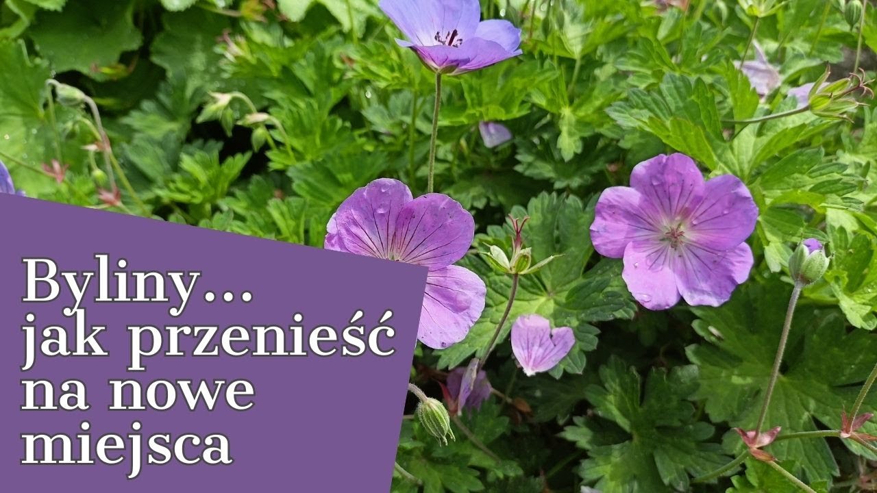 BYLINY 🌞 JAK PRZENIEŚĆ NA NOWE MIEJSCA