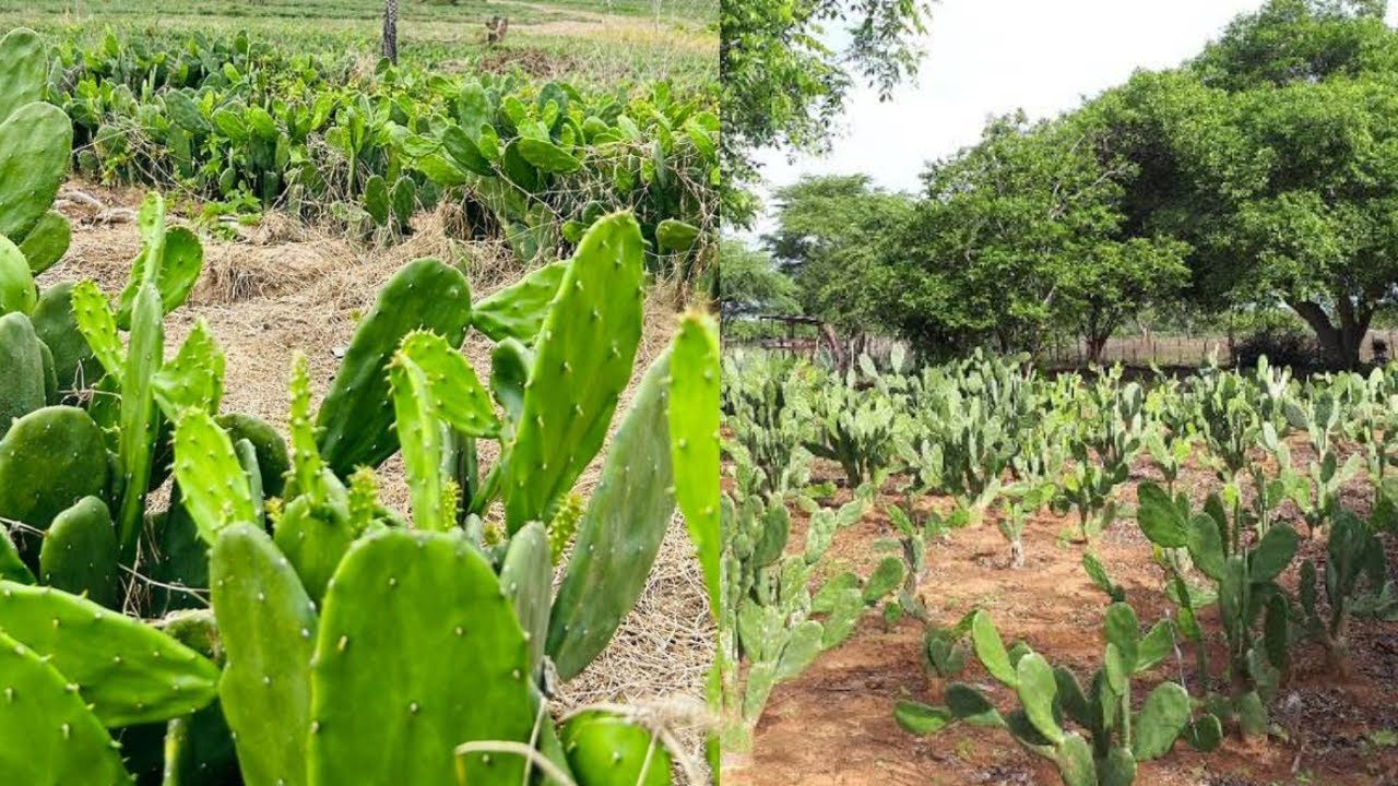 INICIANDO +1 PLANTIO  JA VISANDO MELHORIAS EM 2026
