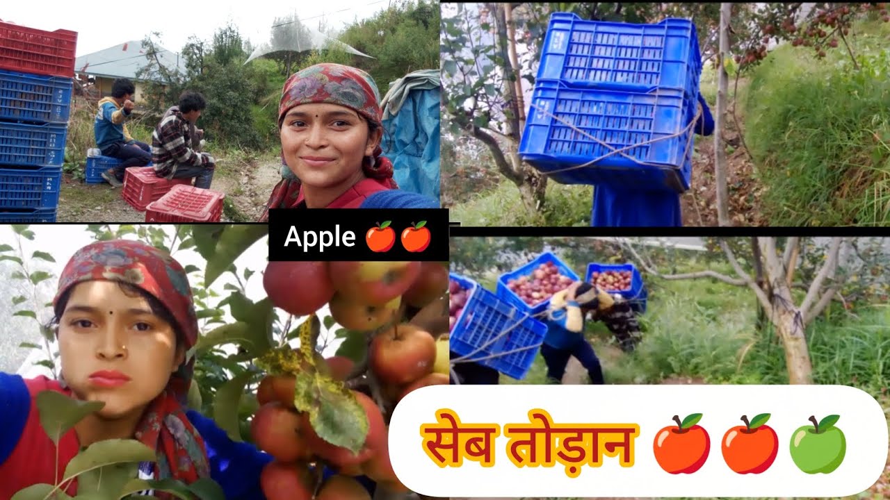 सेब तोड़ान 🍏🍎🍎🍎🍎 #appleseason #hardwork #struggletosuccess #villagelife  @HarimayaBudhathoki. 