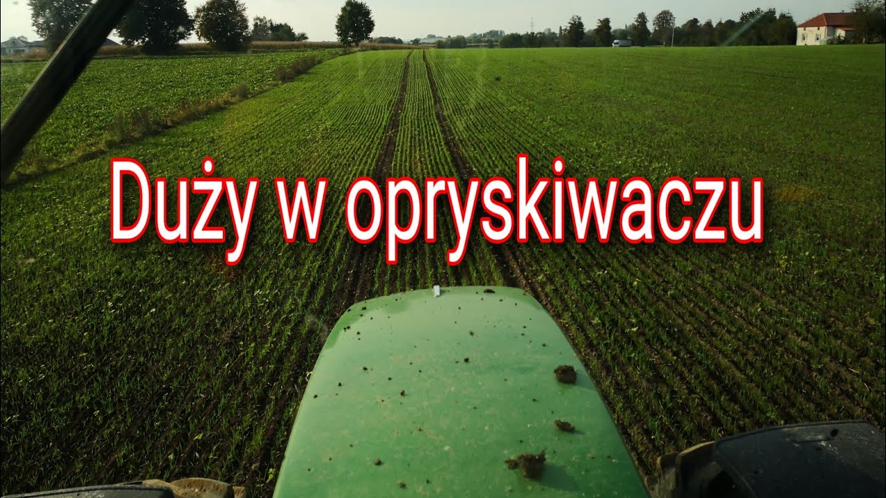 #387 Jest pszenica są i chwasty - jesienne odchwaszczanie pszenicy, jęczmienia
