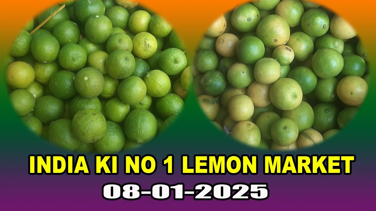 INDIA KI NO 1 LEMON MARKET  08-01-2025  BIJAPUR MARKET