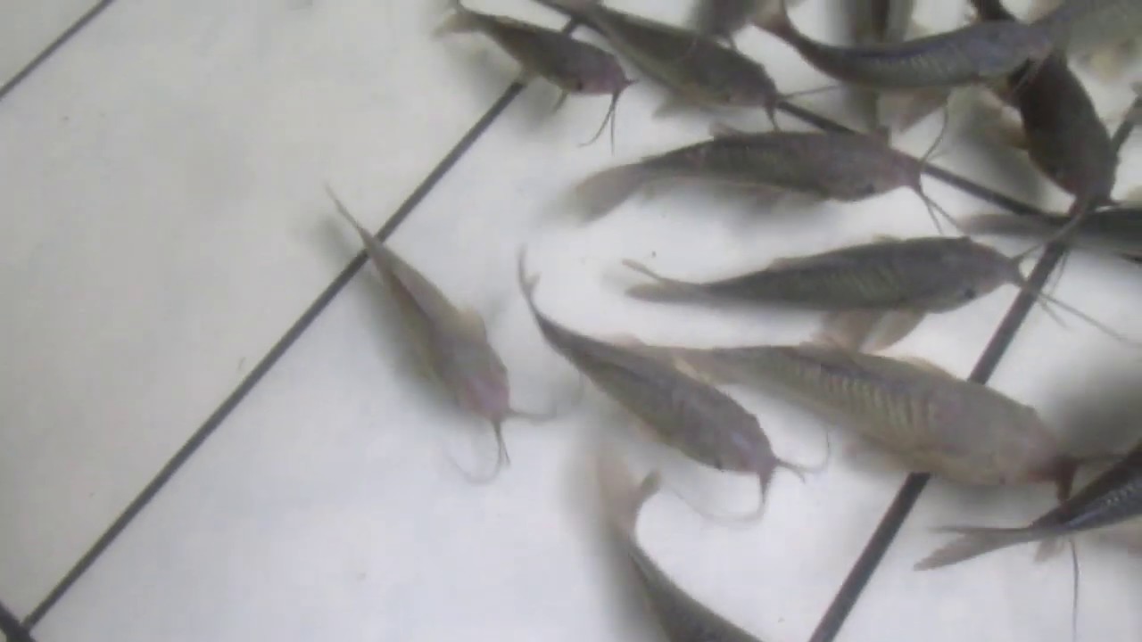 Green Phortol Cat Fish