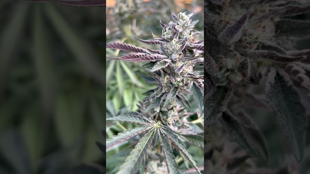 ORANGE MINTZ gas bag smoke report ⛽️🔥🌲🤯 plus 2025 OUTDOOR CANNABIS GROW LETS GO!