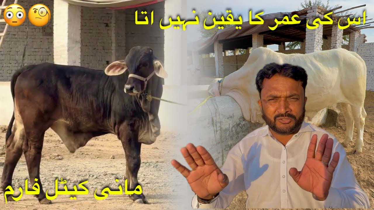 Kamal Ky Janwer🥰||Mani Cattle Farm||King Of Multan Mandi Mahar Hashim🥰