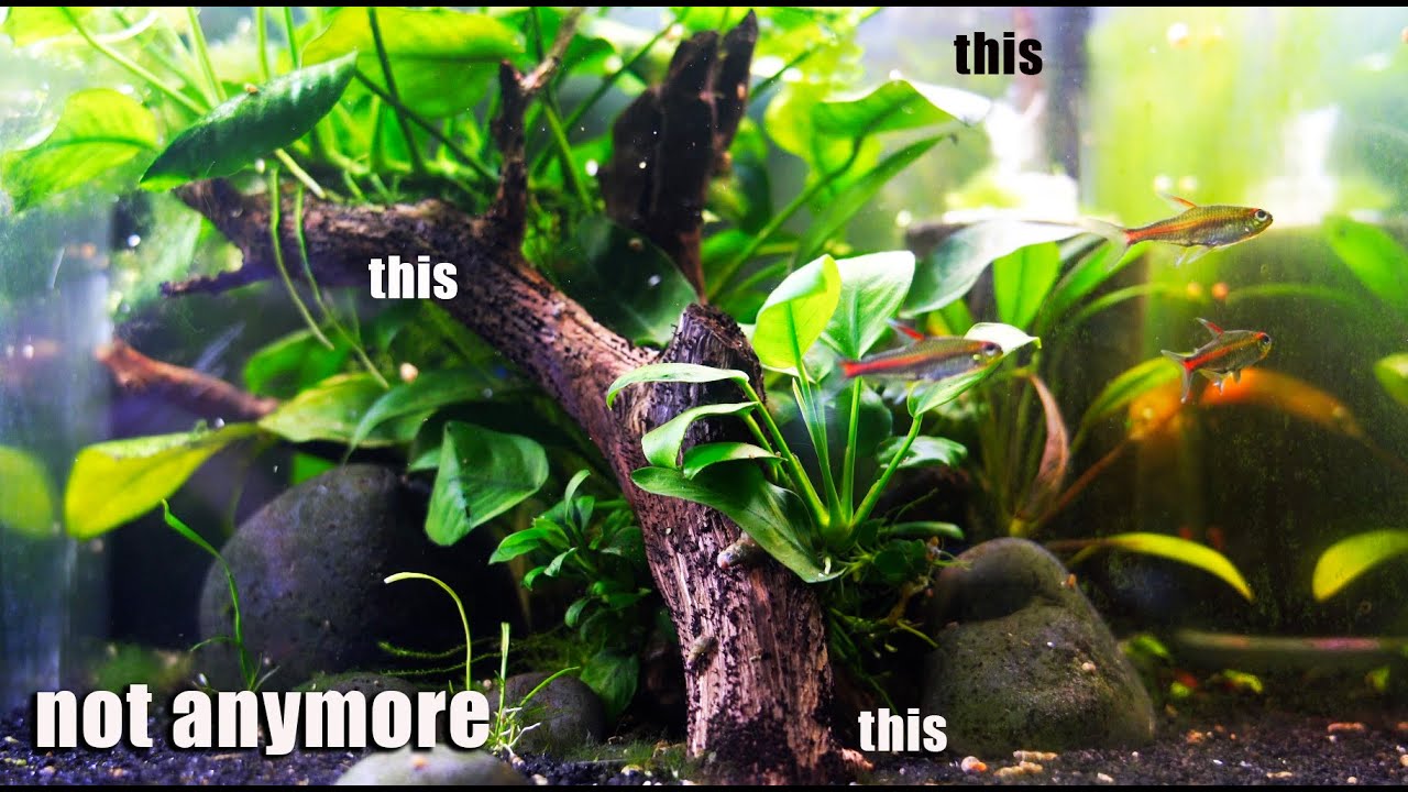Things I No Longer Do Or Do NOT DO In My Aquariums