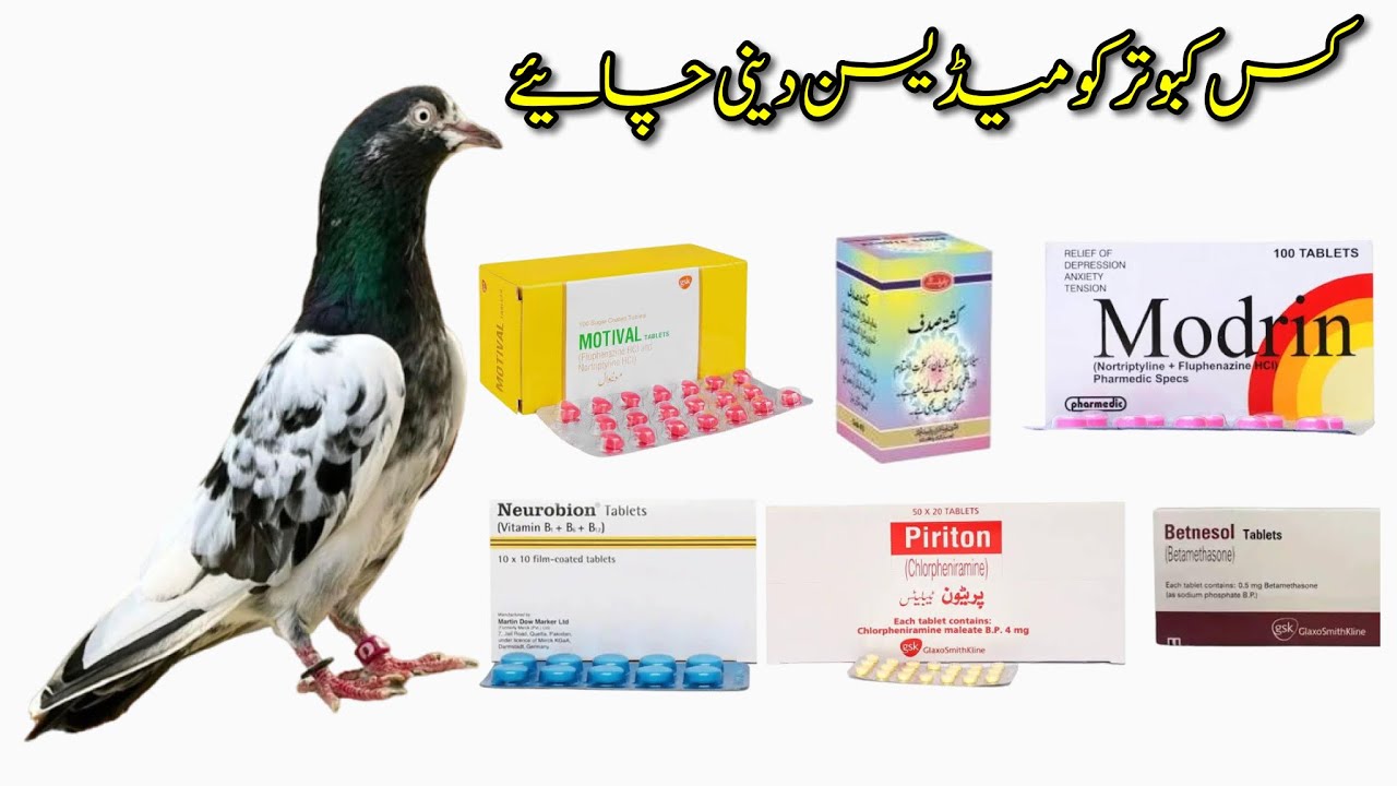 Kon Se Kabootar Ko Medicine 💊 Lagani Chaiye || Afzaal Pigeons