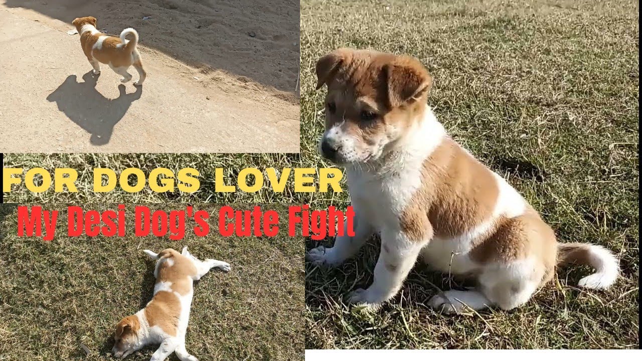 My Desi Dog 🥰(Maxi and Ani )🐕For Dogs Lover Part 9 by PAN VLOG 😎