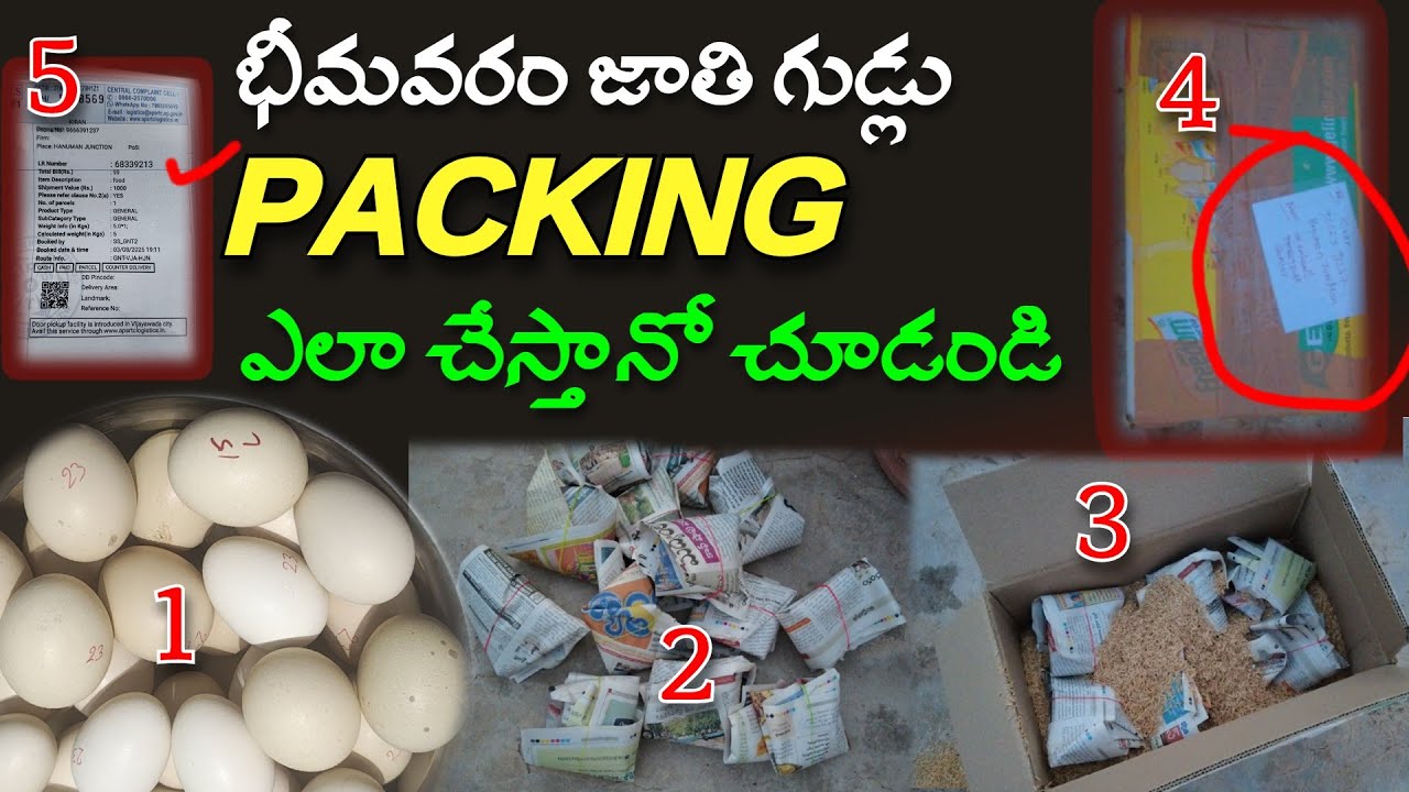 See how I pack eggs..Bhimavaram Jathi Eggs Packing..Andhra Farms..
