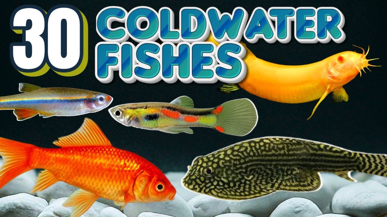30 Best Coldwater Aquarium Fish Species for Your Tank
