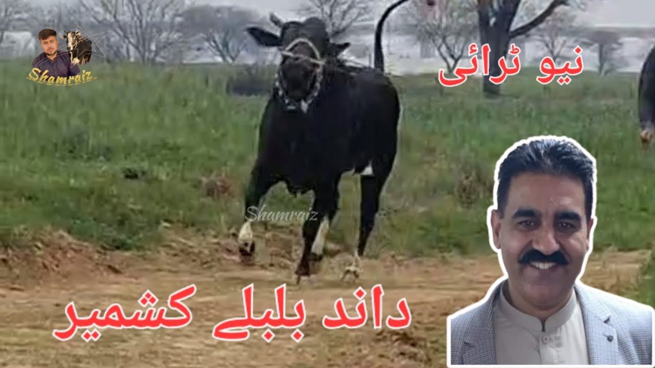 ch rukhsar shab bajar | new try today  | bull race azad kashmir