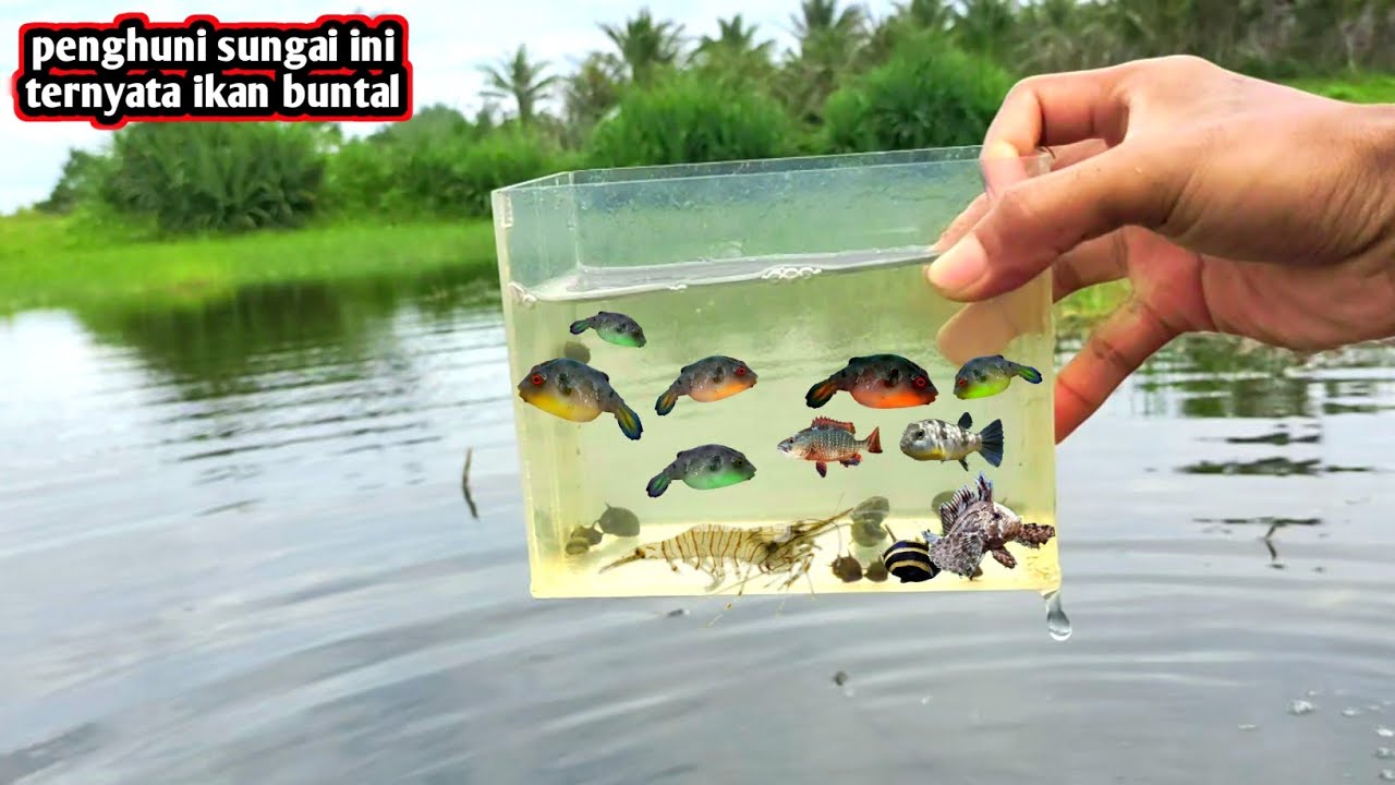 Penghuni sungai ini ternyata ikan gemoy ini...
