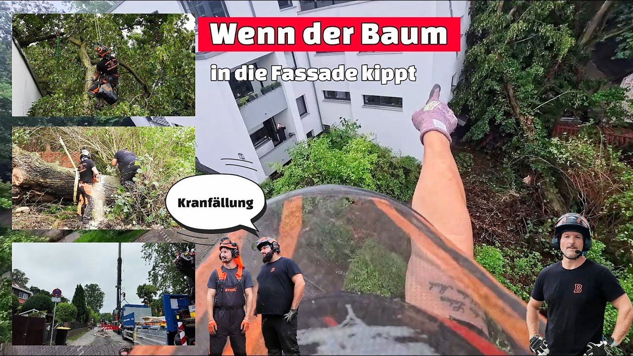 Wenn die Linde mit der Fassade Kuschelt 🤗 Kranfällung 🏗️ Bades Baumdienst 🌳