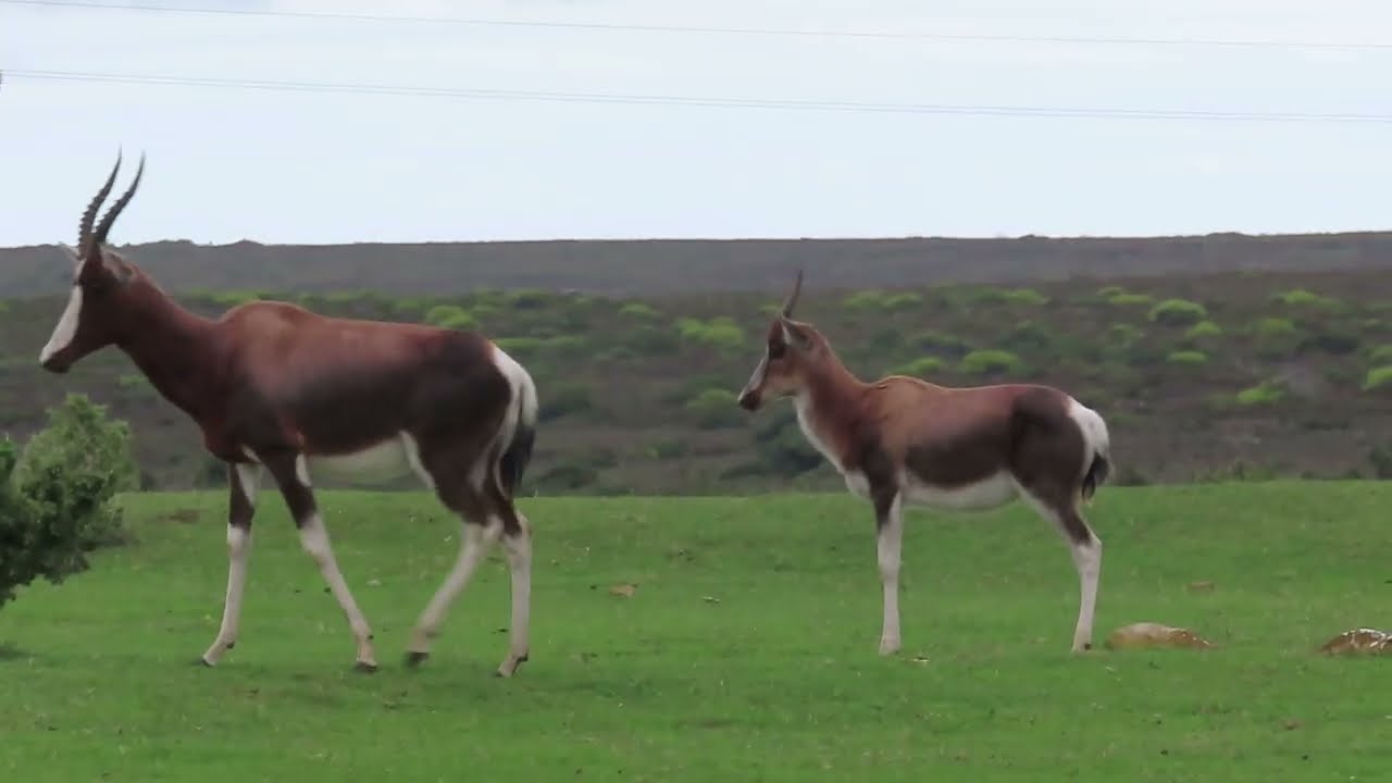 De Hoop Nature Reserve, Western Cape, South Africa: Bontebok (Damaliscus dorcas dorcas) - Info