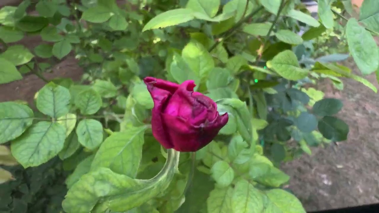 فلوق رقم 3 من الرياض الى الحوطه 