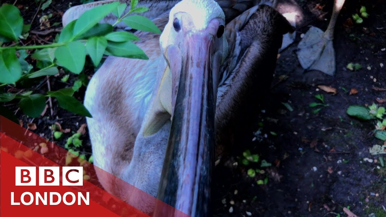 The pelicans of St James’s Park - BBC London