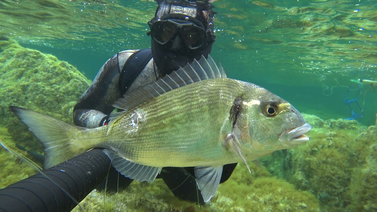 2 tuffi in Corsica basso fondo nord di Ajaccio pesca sub.