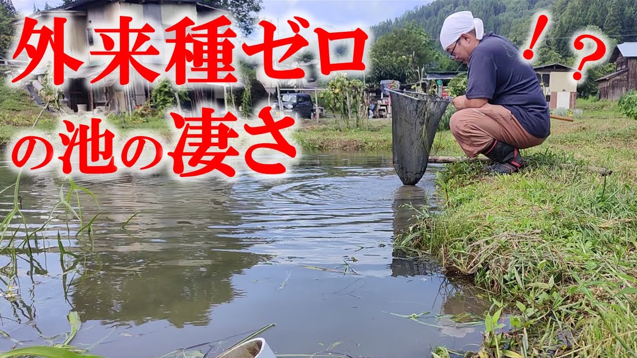 【ガサガサ】外来種がいない池には在来種が本当に多いのか？