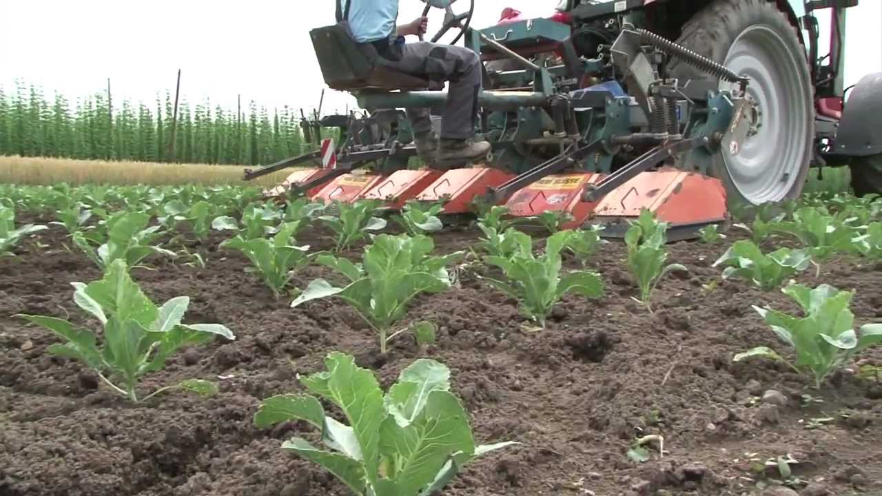Mechanische Unkrautregulierung im Gemüsebau (Okt 2012)