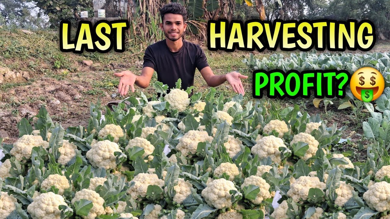 Last Harvesting Of Cauliflower How Much I Earn Today For Sell This Cauliflower?