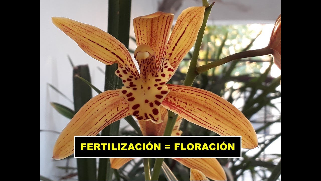 ABONO (fertilización) para Orquídeas