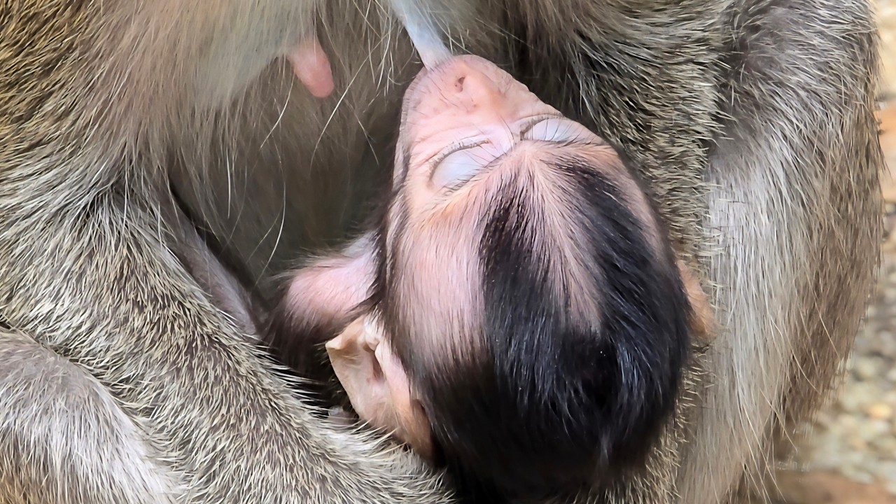 The adorable little monkey won't go anywhere near its mother's breast to get its mother's milk