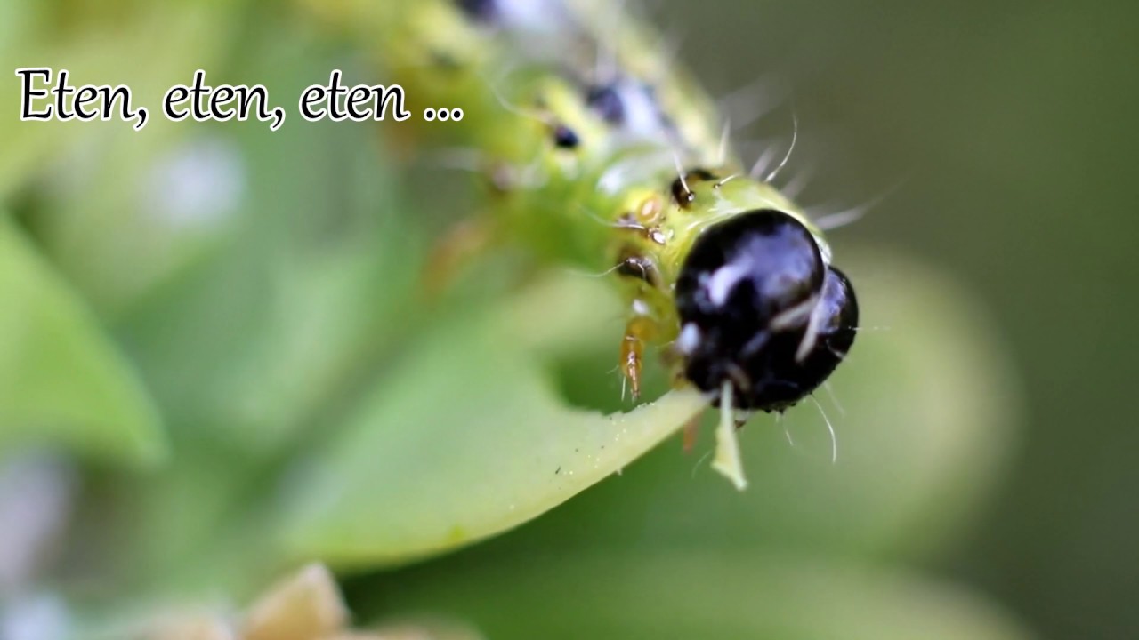 1 minuut natuur: de buxusrups - bux tree moth caterpillar - pyrale du buis - Buchsbaumzünzler