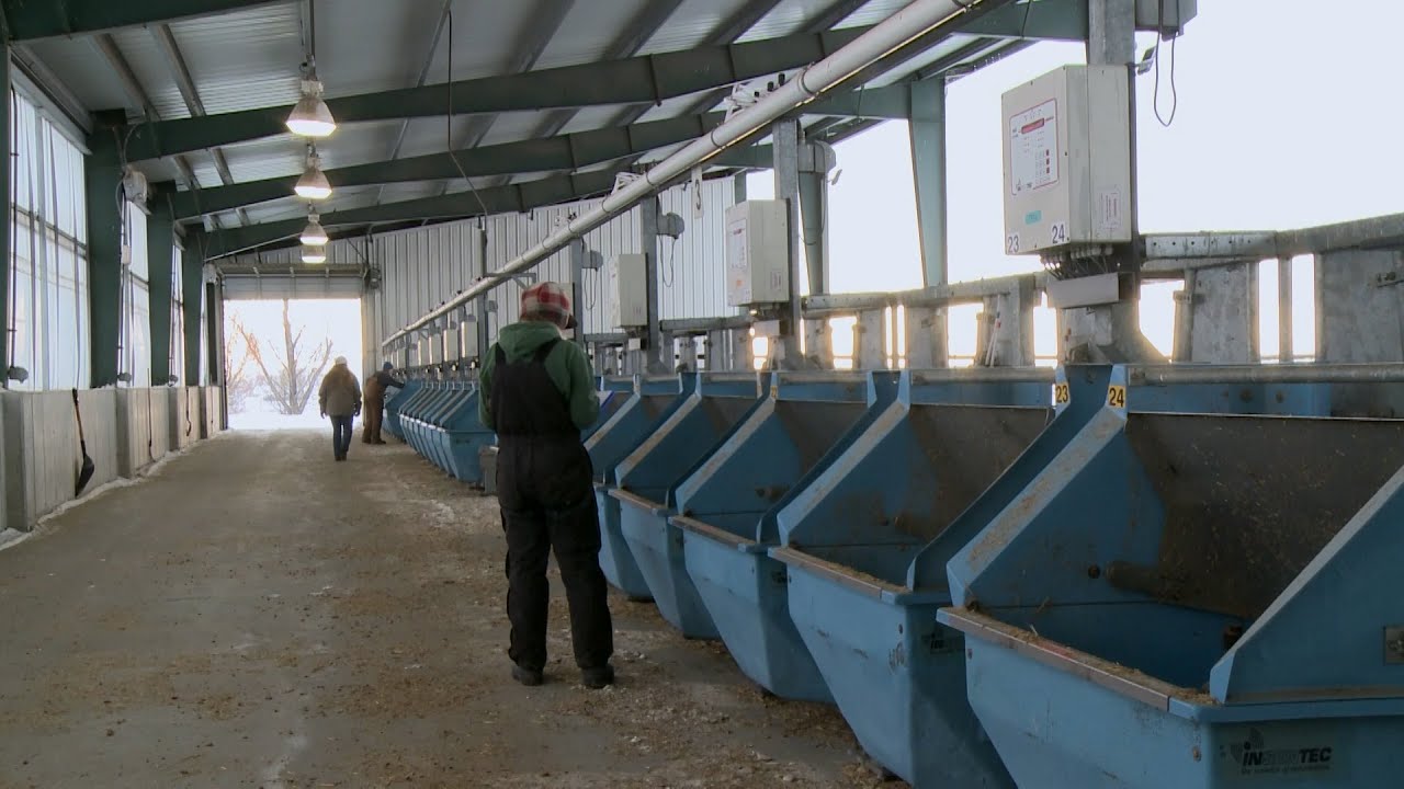 NDSU Beef Cattle