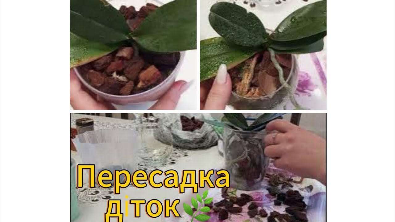 🌸 Весна починається з орхідей — пересадка діток Charmer і Big Lip