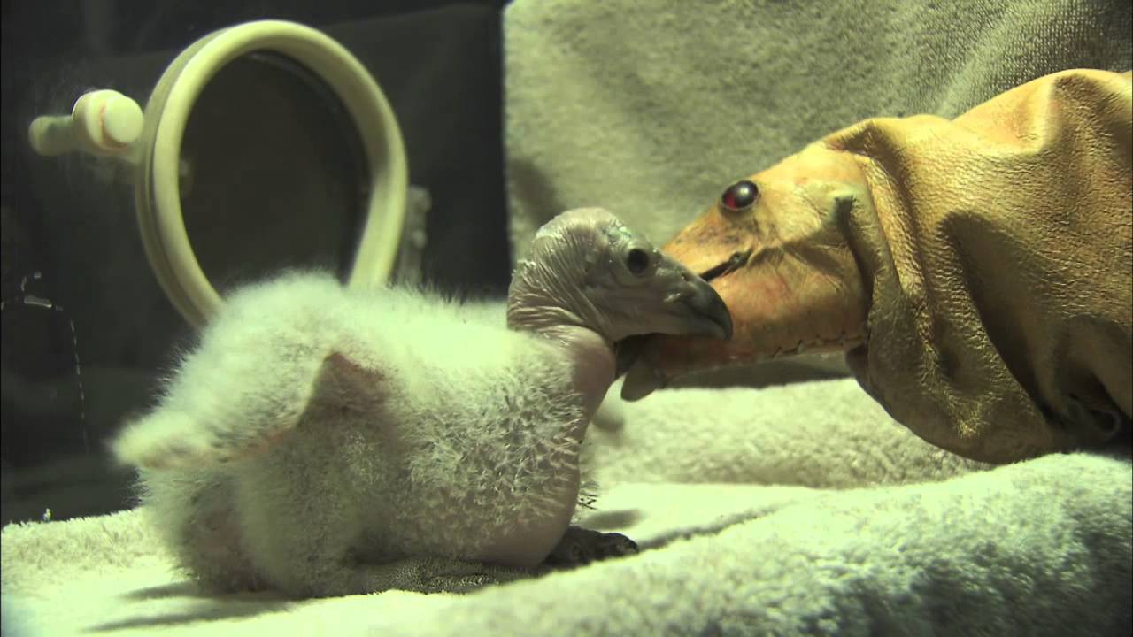 First California Condor Chick of the Season