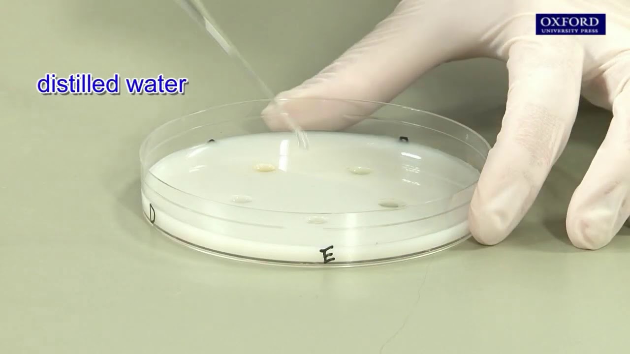 Practical 4.6 Design an investigation of protease activity in different fruit juices