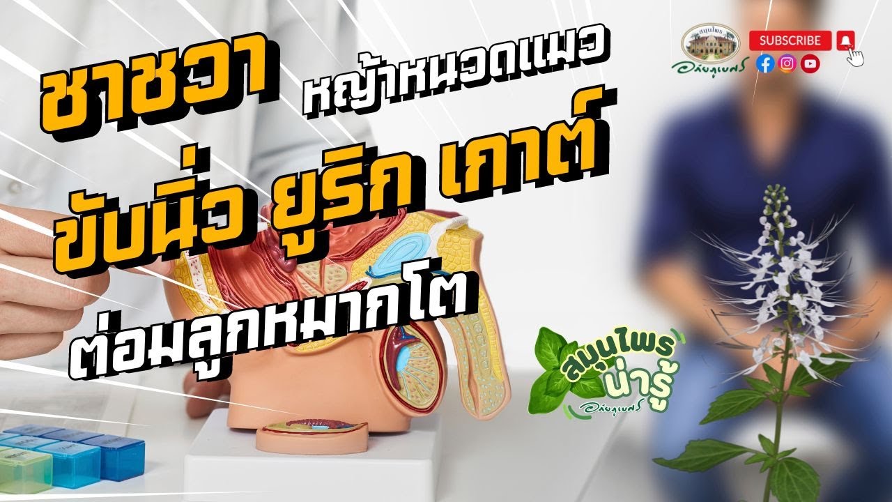 หญ้าหนวดแมว (ชาชวา) สมุนไพร ขับนิ่ว ยูริก เกาต์ รักษาต่อมลูกหมากโต l สมุนไพรน่ารู้ (2024)