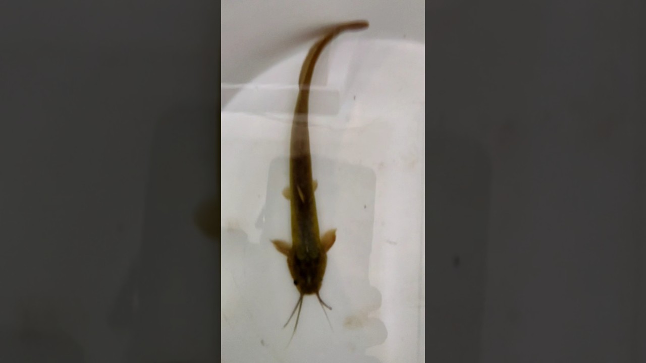 Magur catfish #magurfish #catfish #fish #shorts #viralshorts