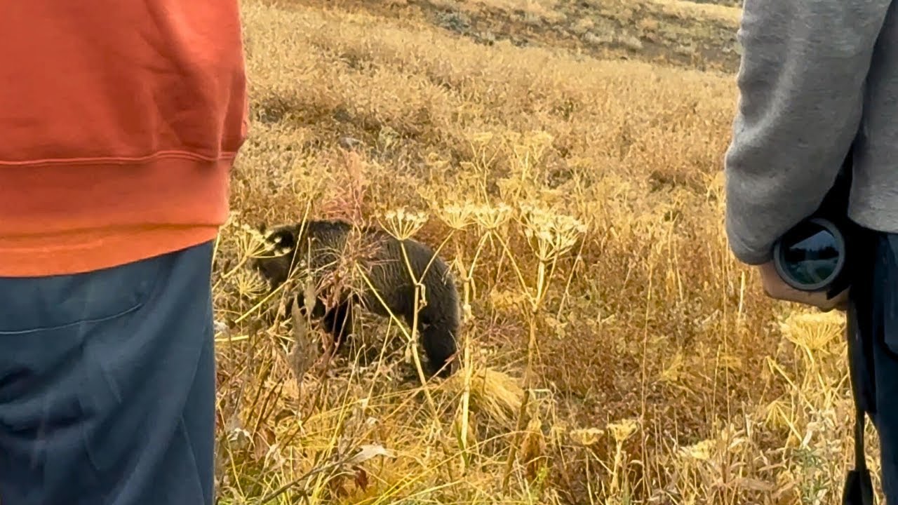 Yellowstone Forecast…Grizzly Bear, Rain & Fed Shutdown!