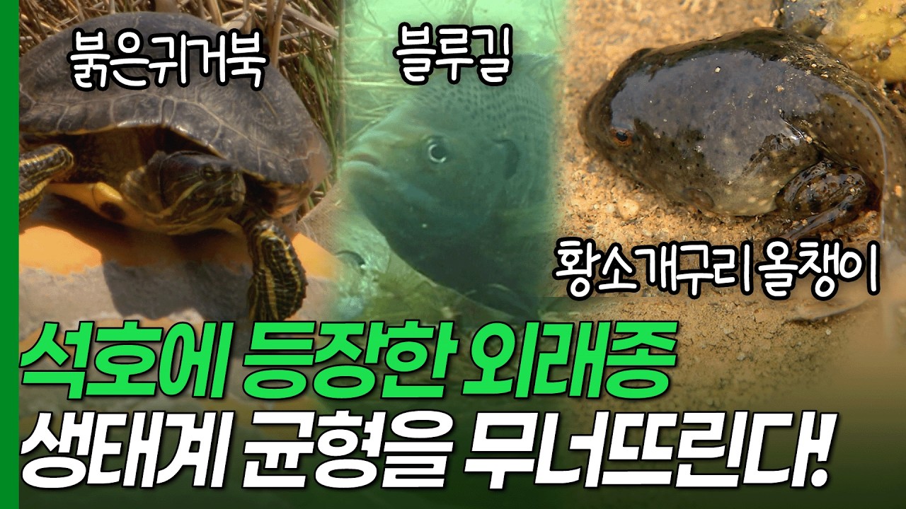 황소개구리·블루길·붉은귀거북.. 동해안 석호에 등장한 외래종들! [환경스페셜-생물들의 정글, 석호의 위기] / KBS 20100707 방송