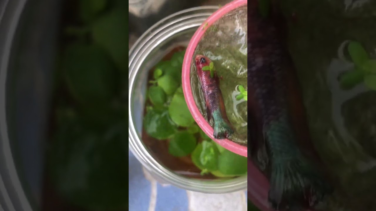 Multi color lovely good bye #bettalover #fish #bettafish #beautifulbetta #beautifulbetta #fish