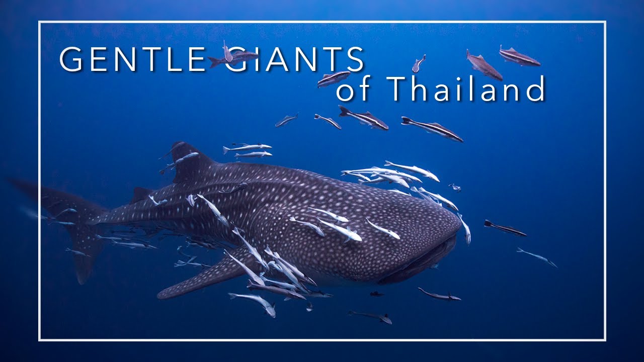4K WHALE SHARK || Koh Tao - Thailand