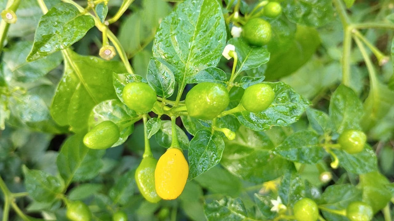 como plantar mudas de pimenta cumari