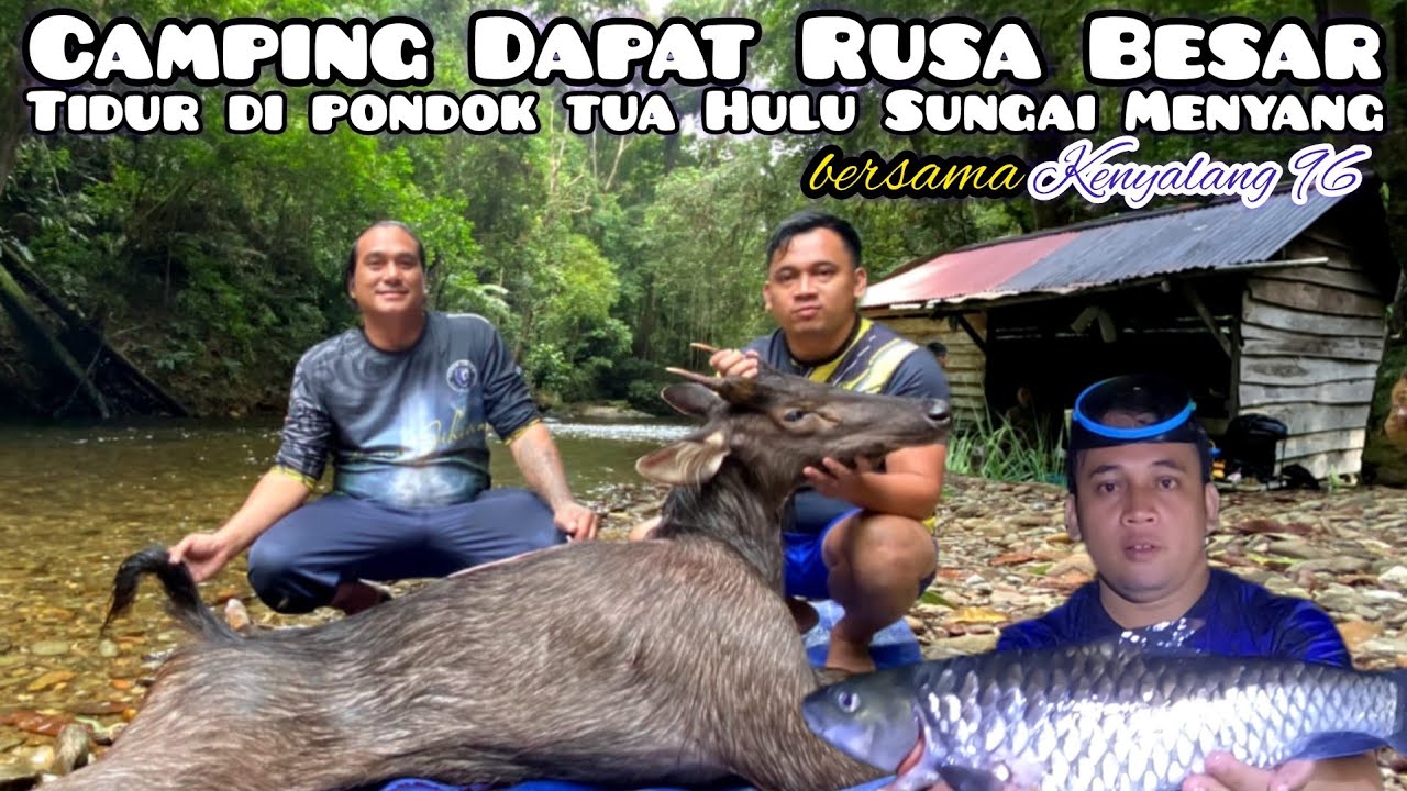 Camping Dapat Rusa Jantan Besar Bersama Kenyalang 96 di Hulu Sungai Menyang Kalimantan Barat