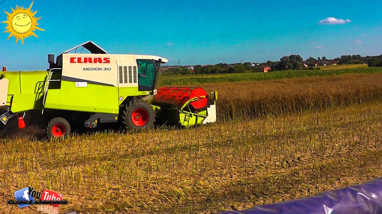 Rzepakowe żniwa 2013 |Claas Medion 310 & Ursus 1634|