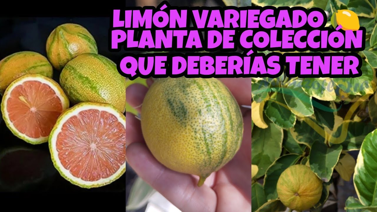 LIMÓN VARIEGADO TIPS PARA MANTENERLO SUPER LINDO §LIZZ Y SU VIVERO