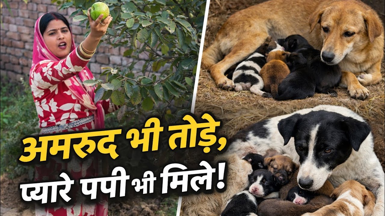 अमरूद तोड़ने गए… और मिल गए प्यारे पपी!365 Days daily vlog challenge Day_25✅#shortchallenge#like