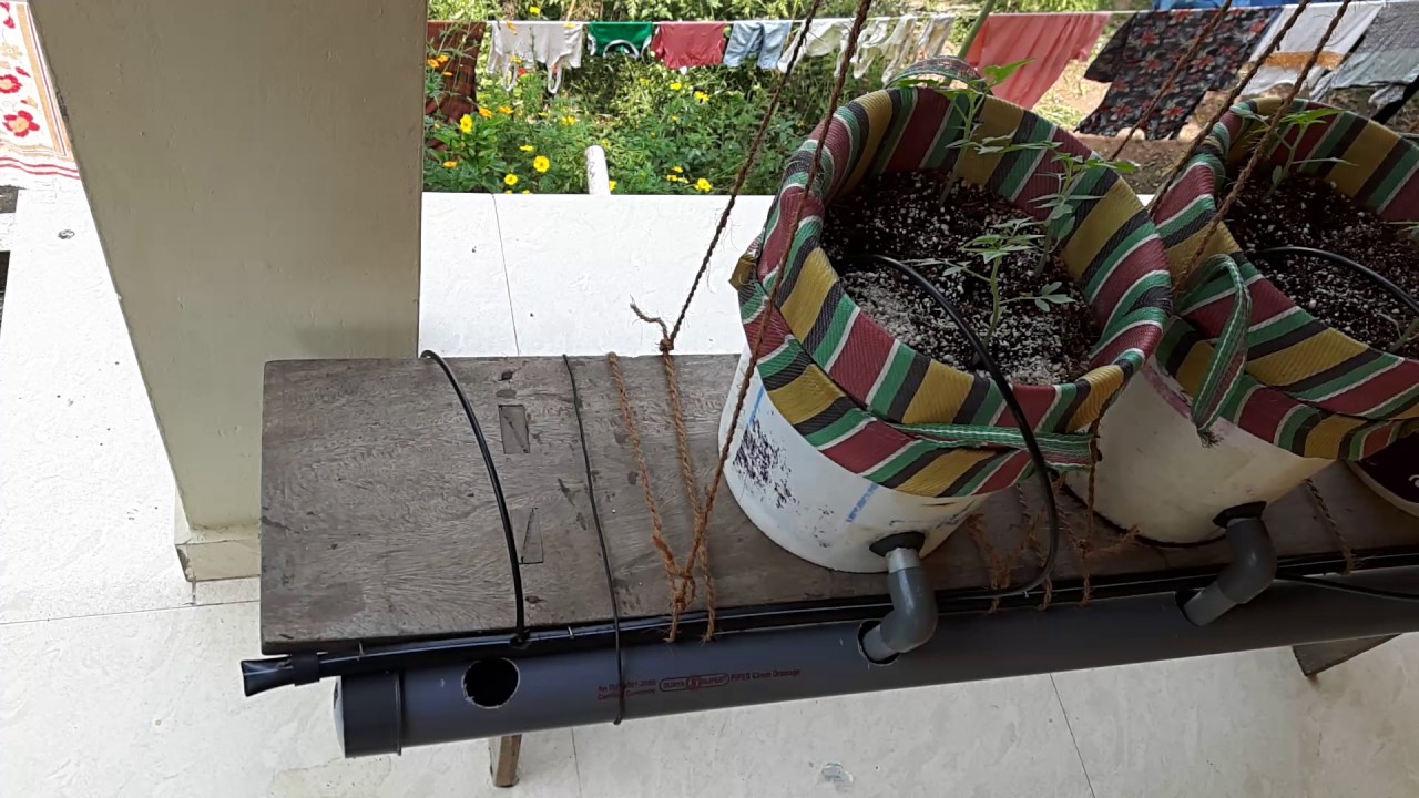 Dutch  Bucket hydroponic system