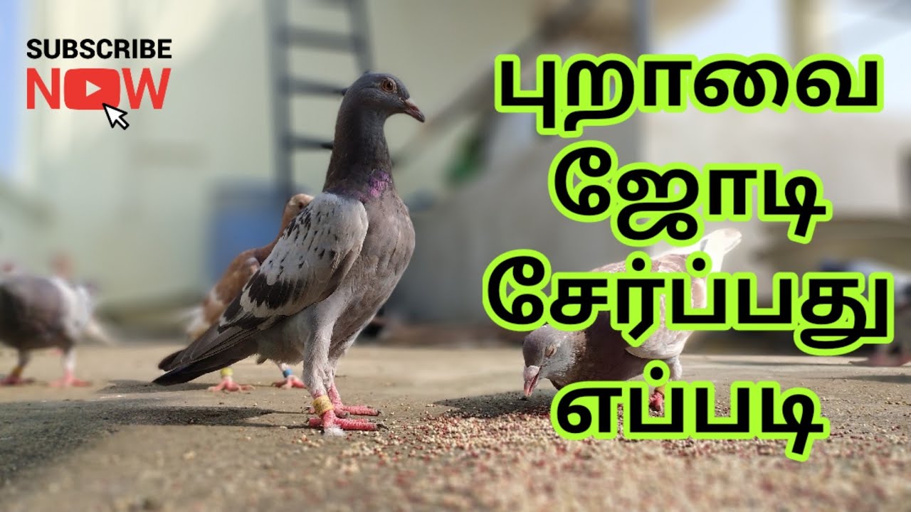 HOW TO PAIR PIGEONS